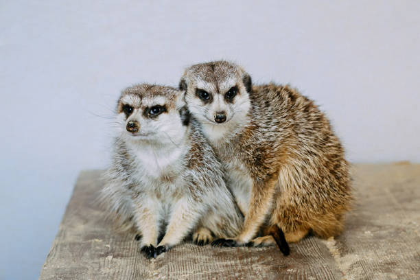 istock Meerkat Family are sunbathing. 945826352