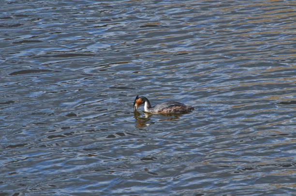 istock Water landscape with great crested grebe bird. 945829088
