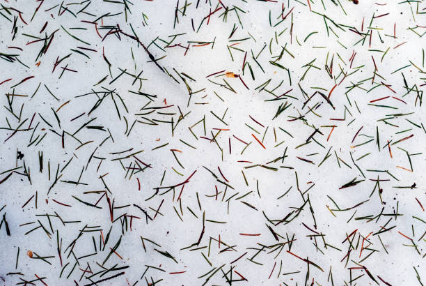 istock background - fallen fir needles on spring snow 945830216