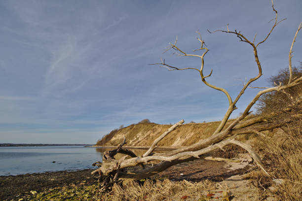 istock Dead tree on the beach with steep cliff in the distance 945830828