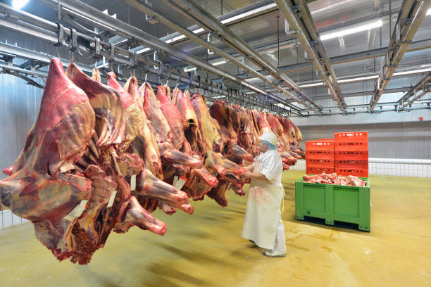 lieu de travail alimentaire industrie - boucherie d’usine pour la production de saucisses - entrepôt frigorifique avec suspension des moitiés de vache et de porc - slaughterhouse photos et images de collection