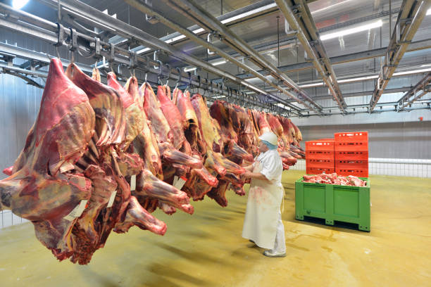workplace food industry - factory butchery for the production of sausages - cold store with hanging cow and pork halves workplace food industry - factory butchery for the production of sausages - cold store with hanging cow and pork halves meat locker photos stock pictures, royalty-free photos & images