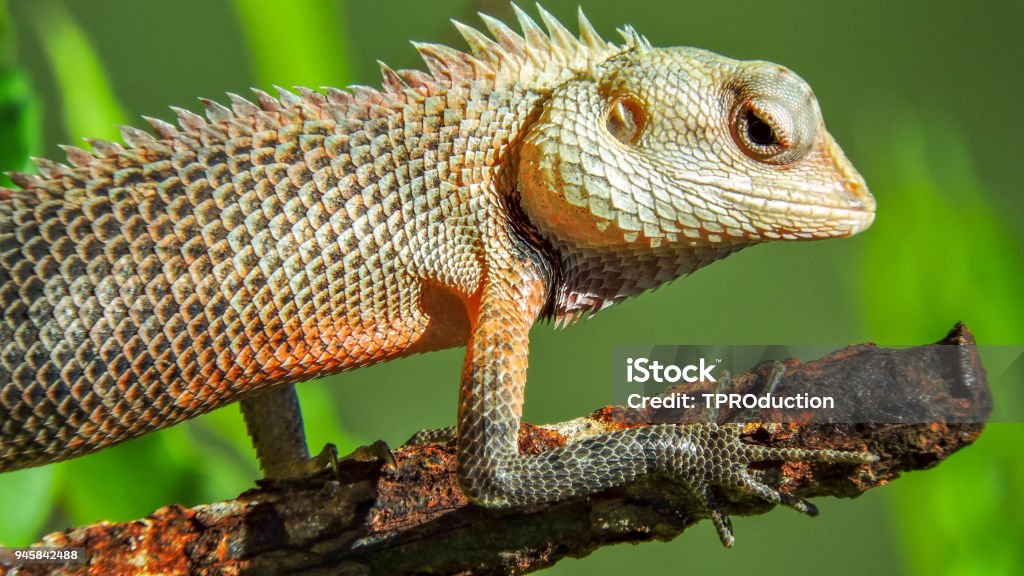 Colorful Lizard With Sharp Spikes On Rusty Metal Stick Stock Photo -  Download Image Now - iStock
