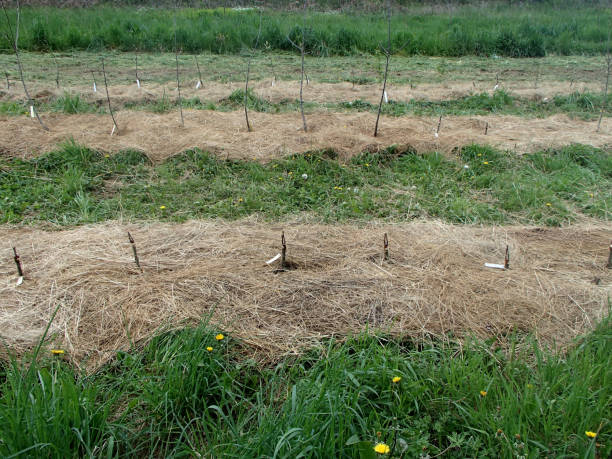 istock Tree Grafts in an Organic Nursery 945848272
