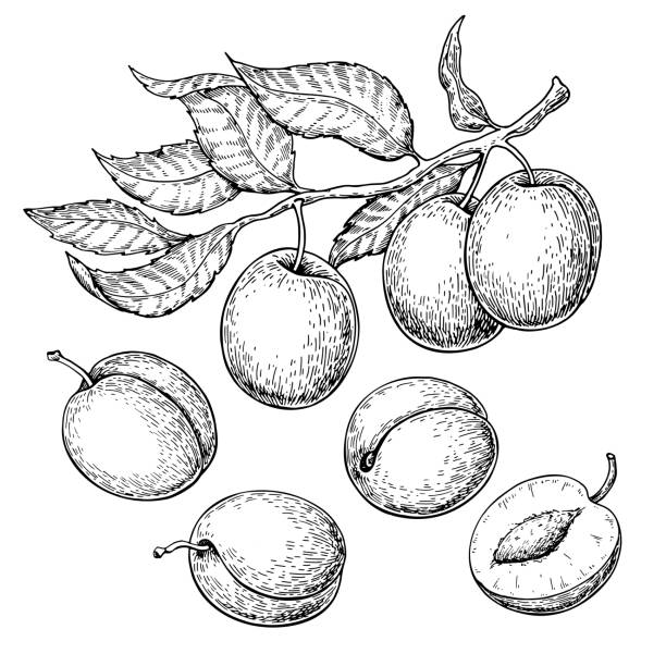 illustrazioni stock, clip art, cartoni animati e icone di tendenza di set di disegno vettoriale di prugne. frutta, rami e torta affettati a mano - prugna