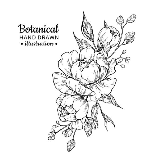 ภาพประกอบสต็อกที่เกี่ยวกับ “ช่อดอกไม้วินเทจ การวาดเวกเตอร์ ดอกโบตั๋นกุหลาบใบไม้และร่างเบอร์รี่ - bouquet”