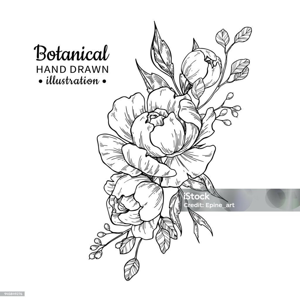 Vintage flower bouquet. Vector drawing. Peony, rose, leaves and berry sketch. Vintage flower bouquet. Vector drawing. Peony, rose, leaves and berry sketch. Engraved botanical composition. Hand drawn floral wedding invitation, label template, anniversary card. Flower stock vector