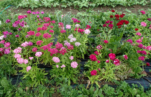 istock Cultivated Sweet William Carnation Pink Flowers 945852944