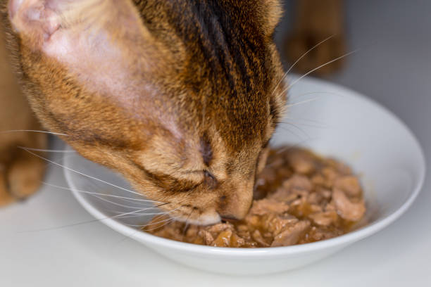 istock Abyssinian cat close-up eating food from a white plate 945856938