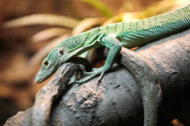 istock Green tree monitor 945858188