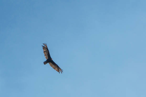 istock California Condor Flying 945861550
