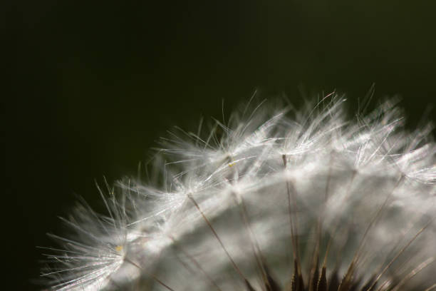 istock Close up of Dandelions Head 945867176
