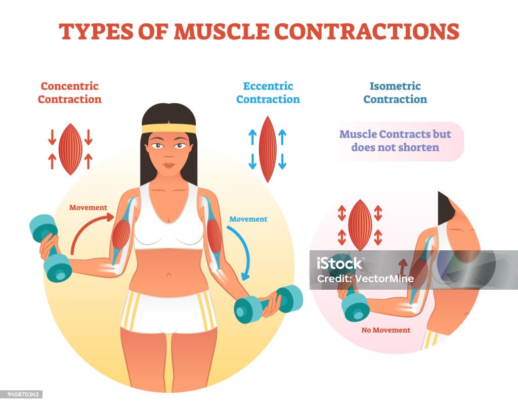 Types of muscle contractions with arm cross section and weight lifting movement. Muscle contractions scheme with arm cross section and fitness weight lifting exercise movement. Concentric, eccentric and isometric contraction types diagram. Muscular Contraction stock vector