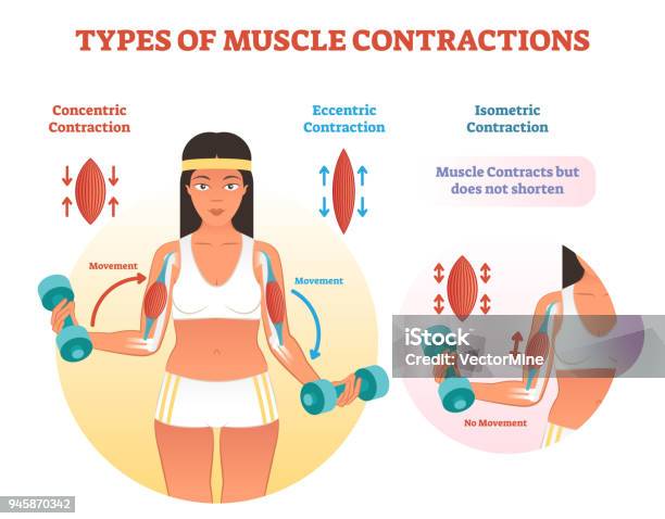 Types Of Muscle Contractions With Arm Cross Section And Weight Lifting Movement Stock Illustration - Download Image Now
