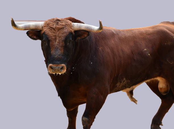istock european bull in spain 945873036