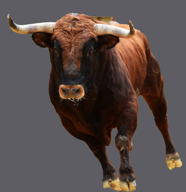 istock european bull in spain 945874098