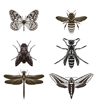 Vector set of butterfly silhouettes, fly, bee, wasp, dragonfly and moth isolated on white background. Insects.