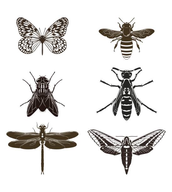 Set of silhouettes of flying insects. Vector illustration. Vector set of butterfly silhouettes, fly, bee, wasp, dragonfly and moth isolated on white background. Insects. dragonfly drawing stock illustrations