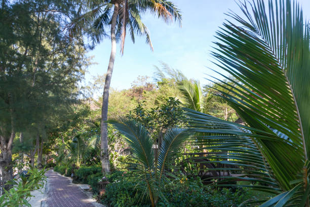 istock scenic view of green palm trees, plants and path, phi phi islands 945874204