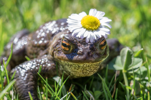 Close up of a princess like frog with a daisy crown