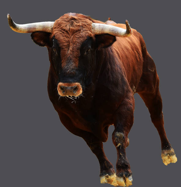 istock european bull in spain 945874960
