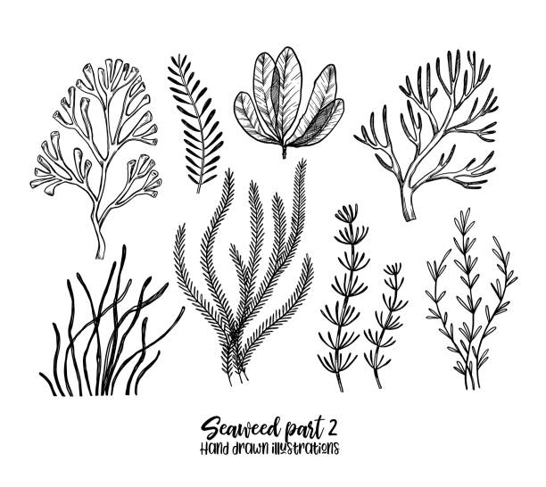 손으로 그린 벡터 일러스트 레이 션. 해 초입니다. 스케치 스타일에 초본 식물입니다. 레이블, 초대장, 카드, 전단지에 대 한 완벽 한 인쇄 등 - seaweed stock illustrations