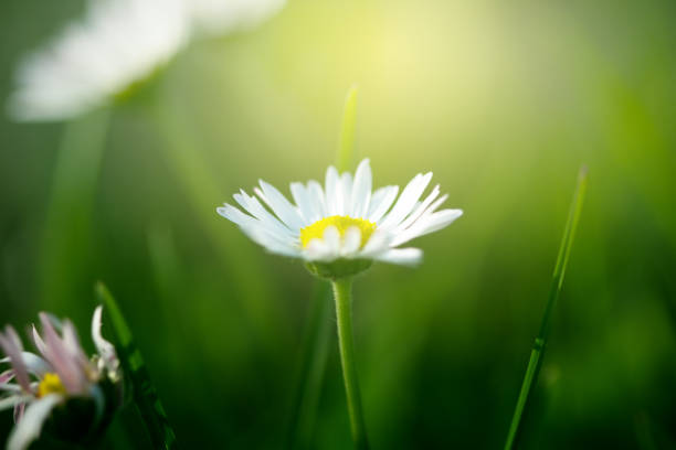 istock Field of daisy flowers 945877750