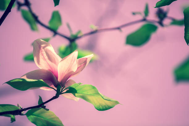 Blossoming magnolia flowers. Springtime.