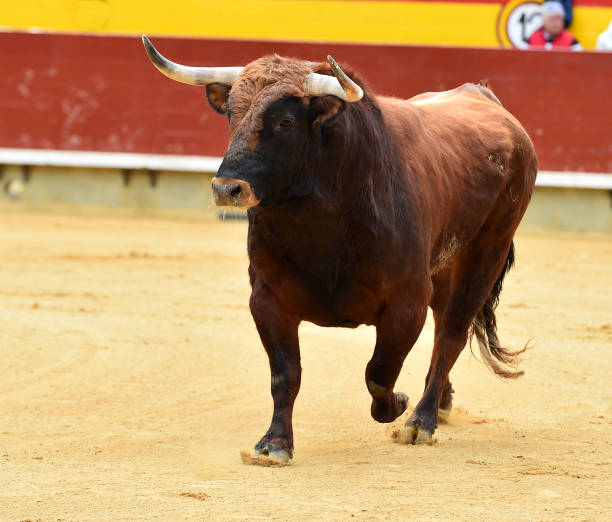 istock european bull in spain 945878658