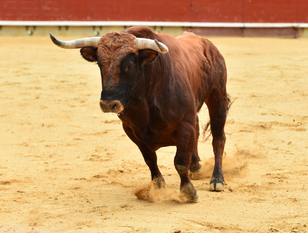 istock european bull in spain 945881042