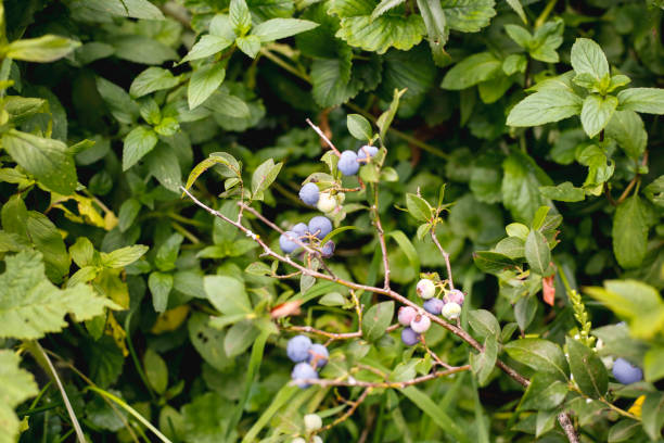istock Fresh Organic Blueberries on the bush 945881054
