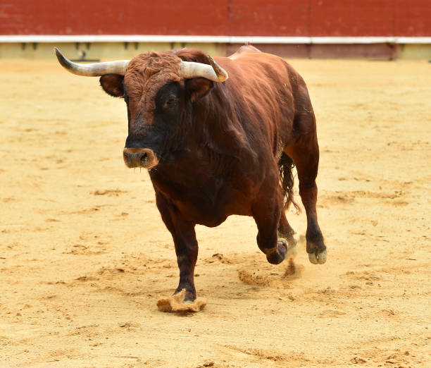 istock european bull in spain 945881176