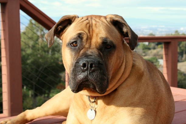 bullmastiff dog laying down on deck - bull mastiff imagens e fotografias de stock