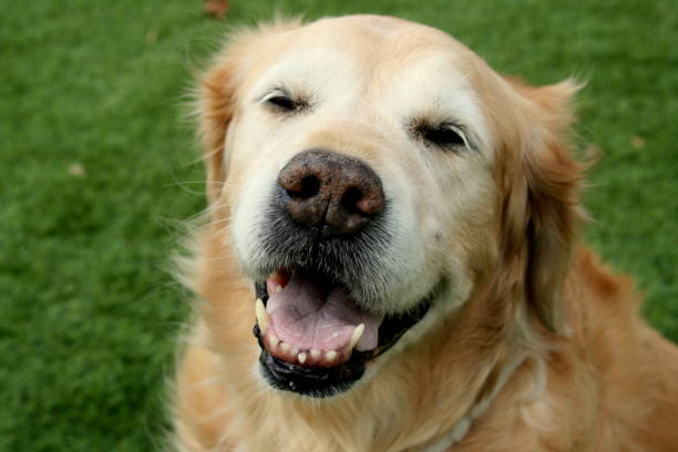 istock Smiling Golden Retriever Dog 945882058