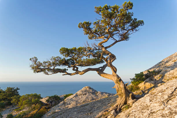Relict juniper against a cloudless sky. Relict juniper (Juniperus excelsa) against a cloudless sky. Top of Karaul-Oba, Novyy Svet, Crimea. juniperus excelsa stock pictures, royalty-free photos & images