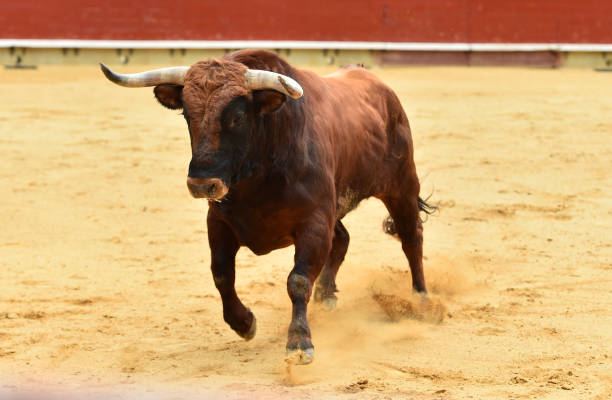 istock european bull in spain 945882392