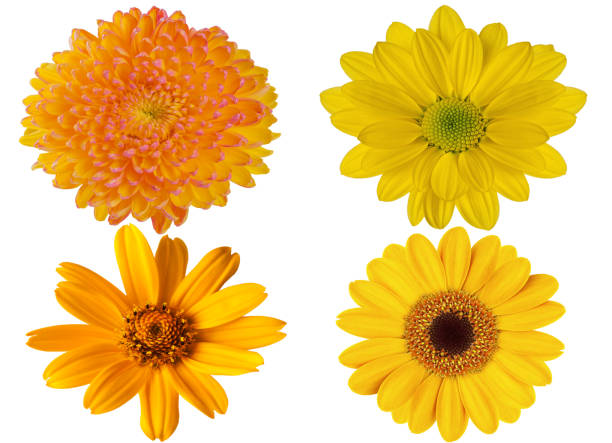 istock yellow flowers on white isolated background for design 945882918