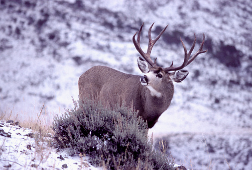 A trophy mule deer buck stands on a snowy ridge in Wyoming.