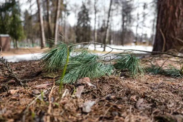 Photo of Pine tree on the ground close up