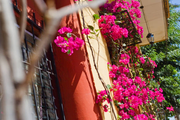 istock Bright Pink Flowers Around a Doorway 945898752