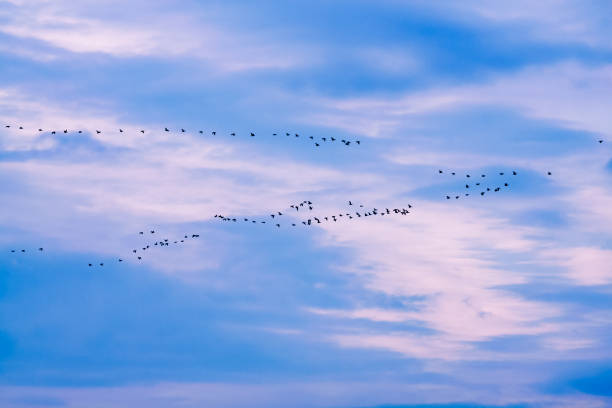 istock flock of geese in flight 945898774