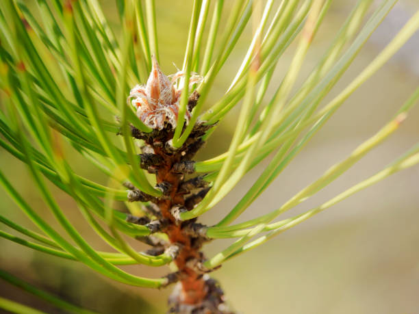 branche d’un pin - pinaceous photos et images de collection