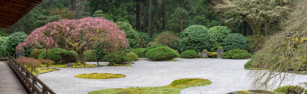 Panoramic Spring Blossum Japanese Flat Garden Cherry Tree Portland Oregon Looking at the 'Flat Garden' area near entrance at the Portland Japanese Garden in Portland, Oregon. A Weeping Cherry trees is  blooming. I am a Photographer level member of the Portland Japanese Garden as required by the Garden for Commercial use of photos. portland japanese garden stock pictures, royalty-free photos & images