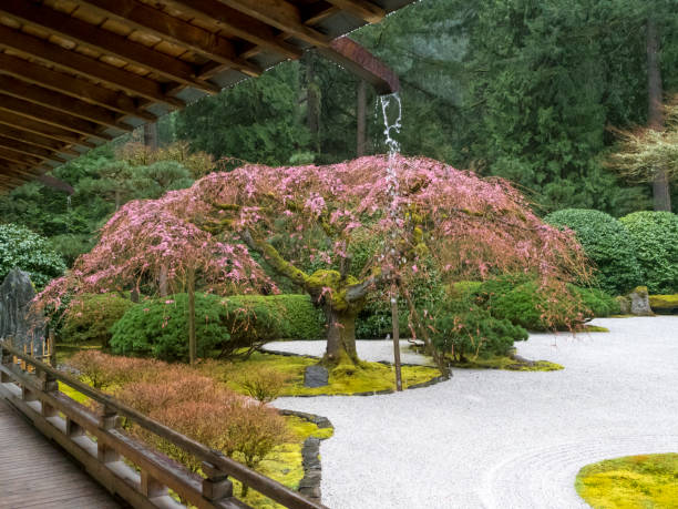 Spring Blossum Japanese Flat Garden Weeping Cherry Tree Portland Oregon Looking at the 'Flat Garden' area near entrance at the Portland Japanese Garden in Portland, Oregon. A Weeping Cherry trees is  blooming. I am a Photographer level member of the Portland Japanese Garden as requested  by the Garden for Commercial use of photos. portland japanese garden stock pictures, royalty-free photos & images
