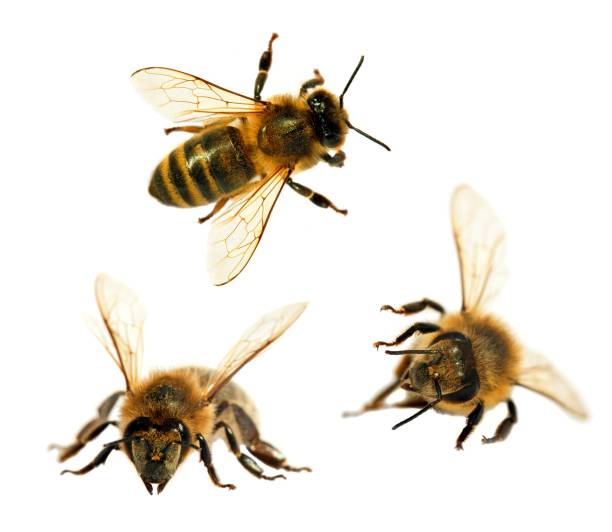 istock group of bee or honeybee on white background, honey bees 945904782