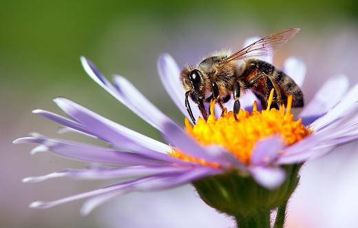 abeja o abeja en latín Apis Mellifera en flor photo