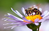 bee or honeybee in Latin Apis Mellifera on flower