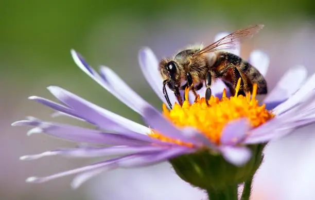detail of bee or honeybee in Latin Apis Mellifera, european or western honey bee sitting on the violet or blue flower