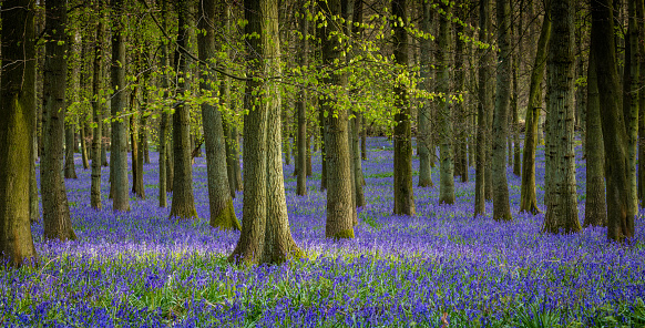 April is a great time to find pockets of bluebells growing during the spring months, this small copse in Hertfordshire is very secluded and offers a great bloom of colour during April.