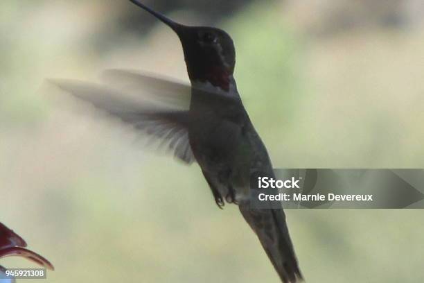 Annas Hummingbird Stock Photo - Download Image Now - Animal, Animal Body Part, Animal Wildlife